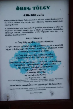 Öreg Tölgy