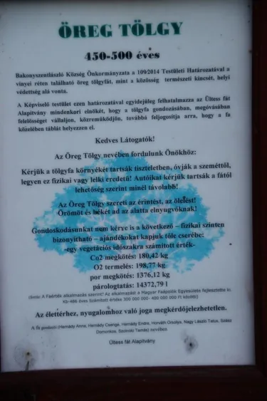 Öreg Tölgy