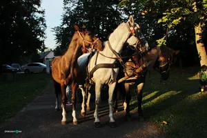 2019 Főzőverseny.